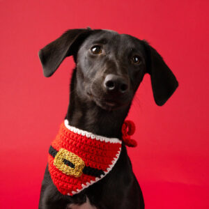 Pet Santa Bandana by Talking Tables