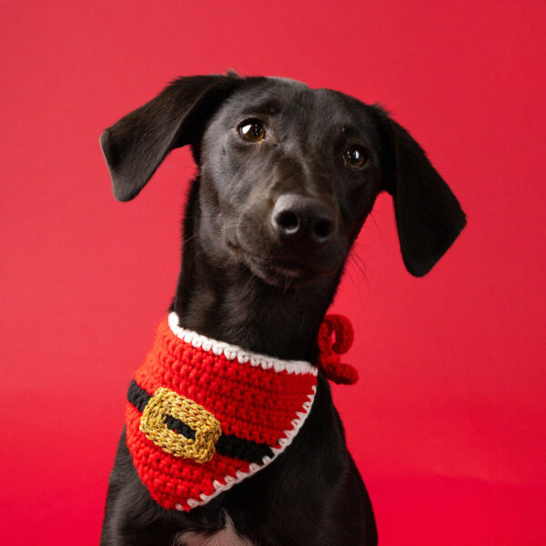 Pet Santa Bandana by Talking Tables