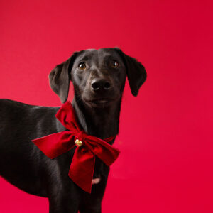 Christmas Pet Dress Up Velvet Neck Tie by Talking Tables